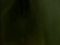 White dog force beastiality a slut